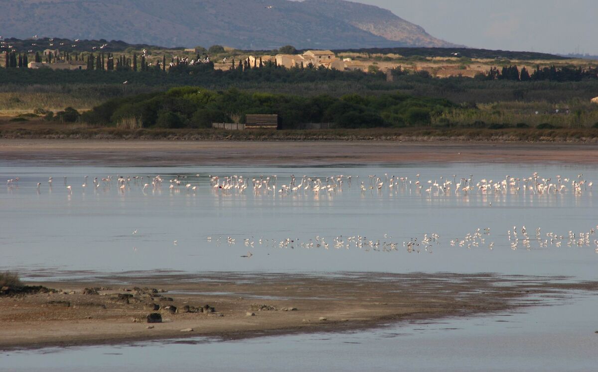 vendicari flamingos