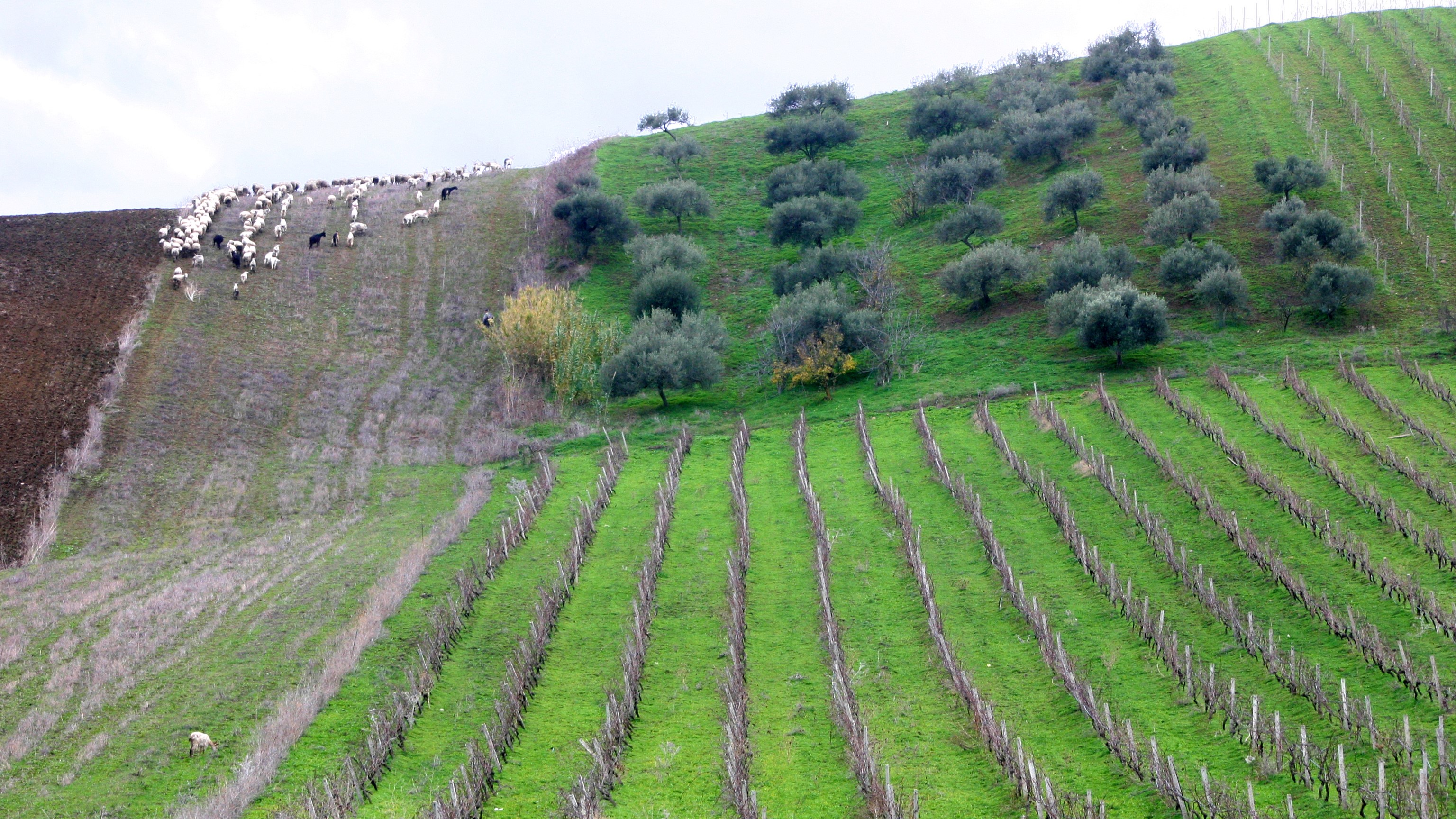 Palermo_Visit_to_Winery_with_expert_guide.JPG